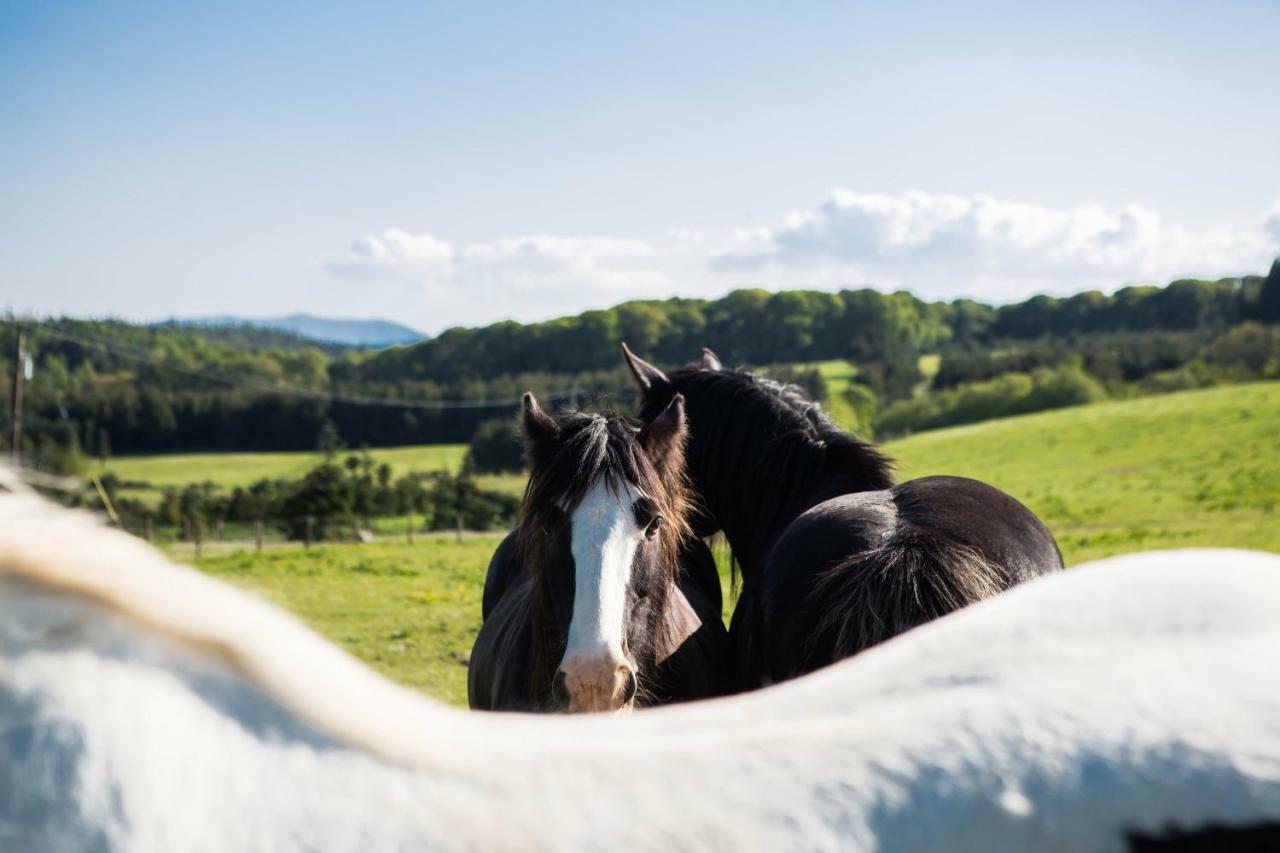 Clissmann Horse Caravans Glamping Rathdrum Kültér fotó